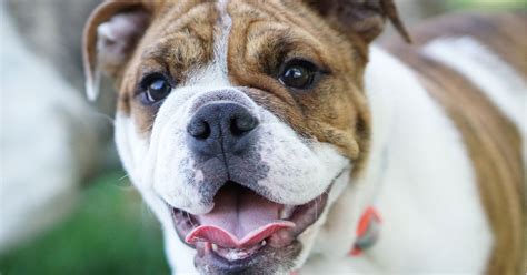 Maximizing Your English Bulldog Lifespan: 7 Essential Tips
